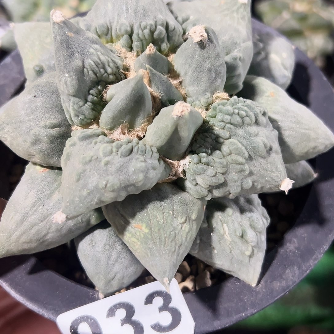 无花朵福利自根怒涛牡丹033