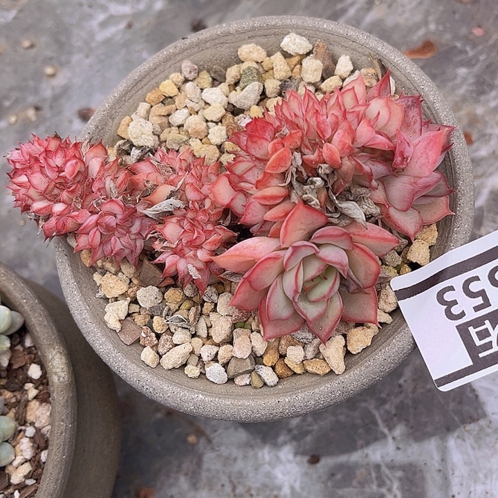 月光女神缀2553多肉植物