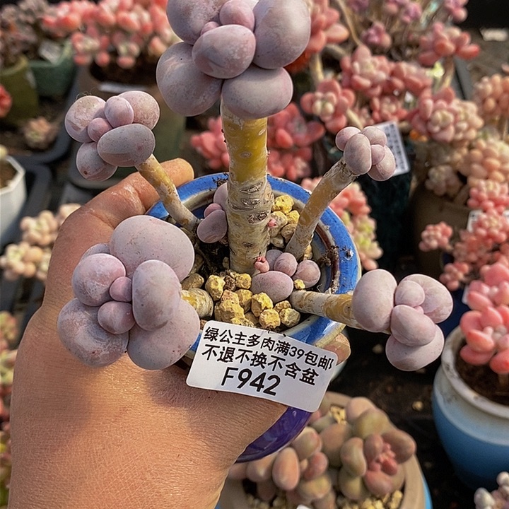 芭比奶洛老桩842多肉植物