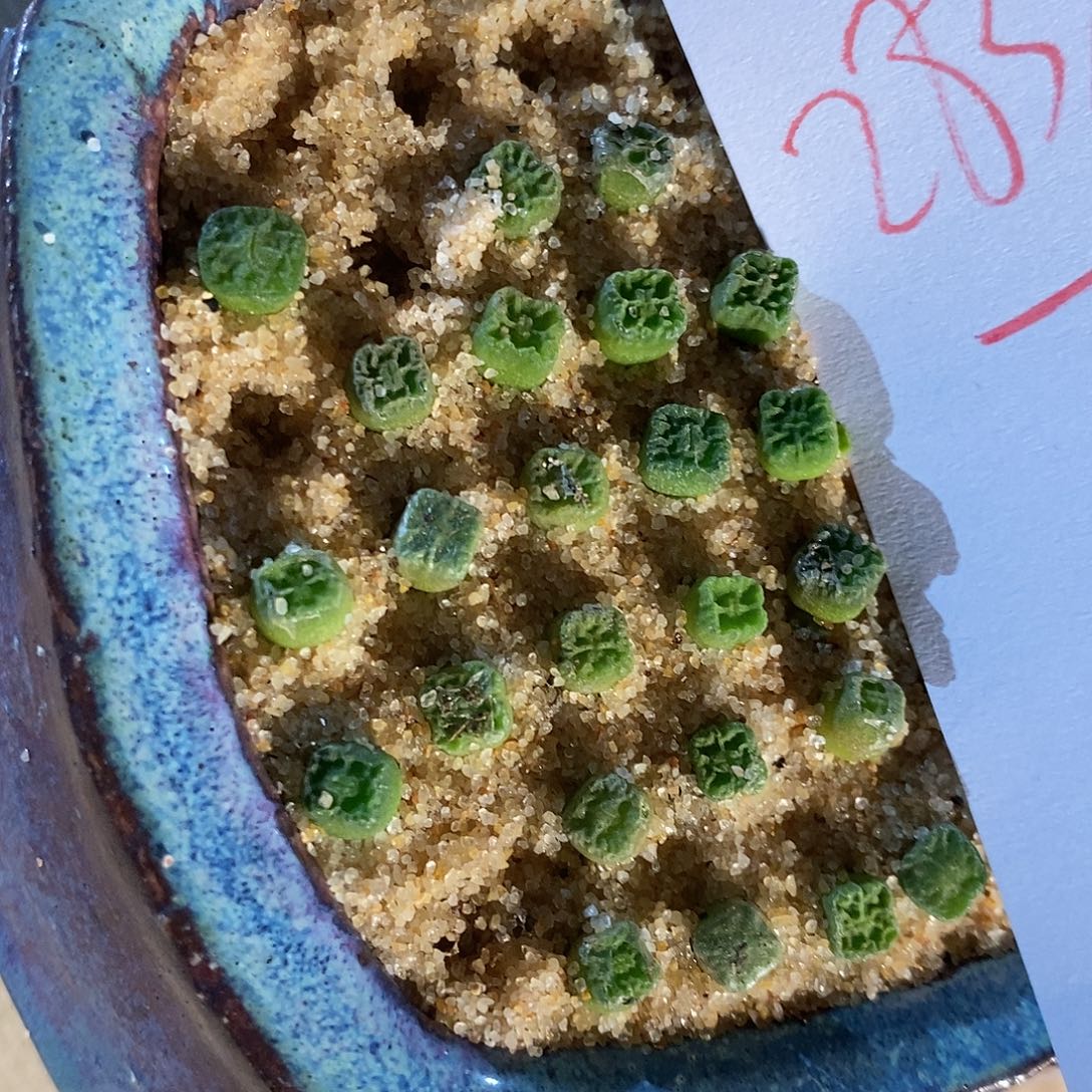 28389。  一组方烧。  