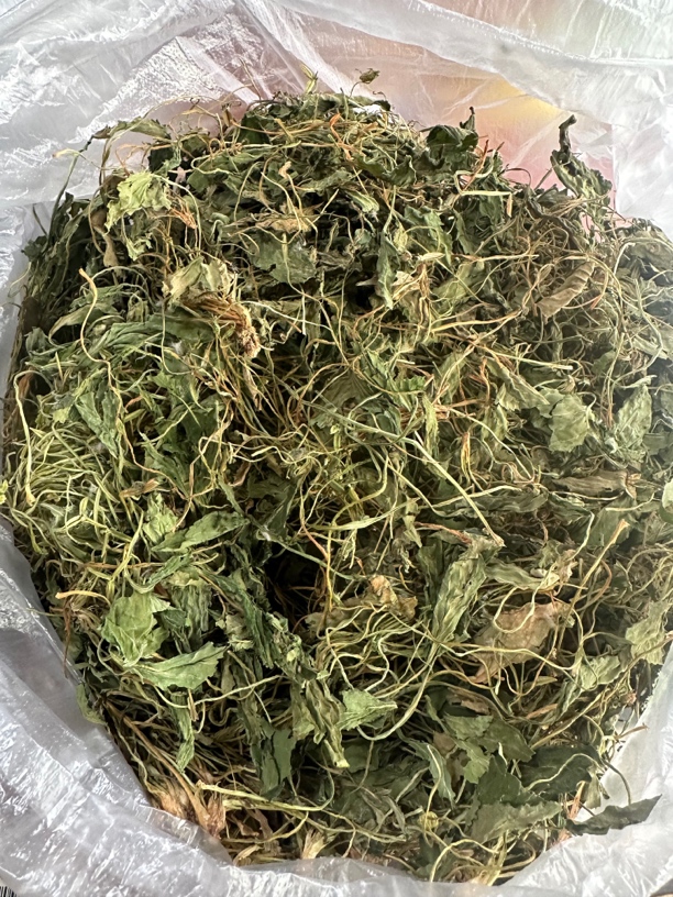 野生紫花地丁整棵带根包邮正品中药材犁头草干货箭头草茶