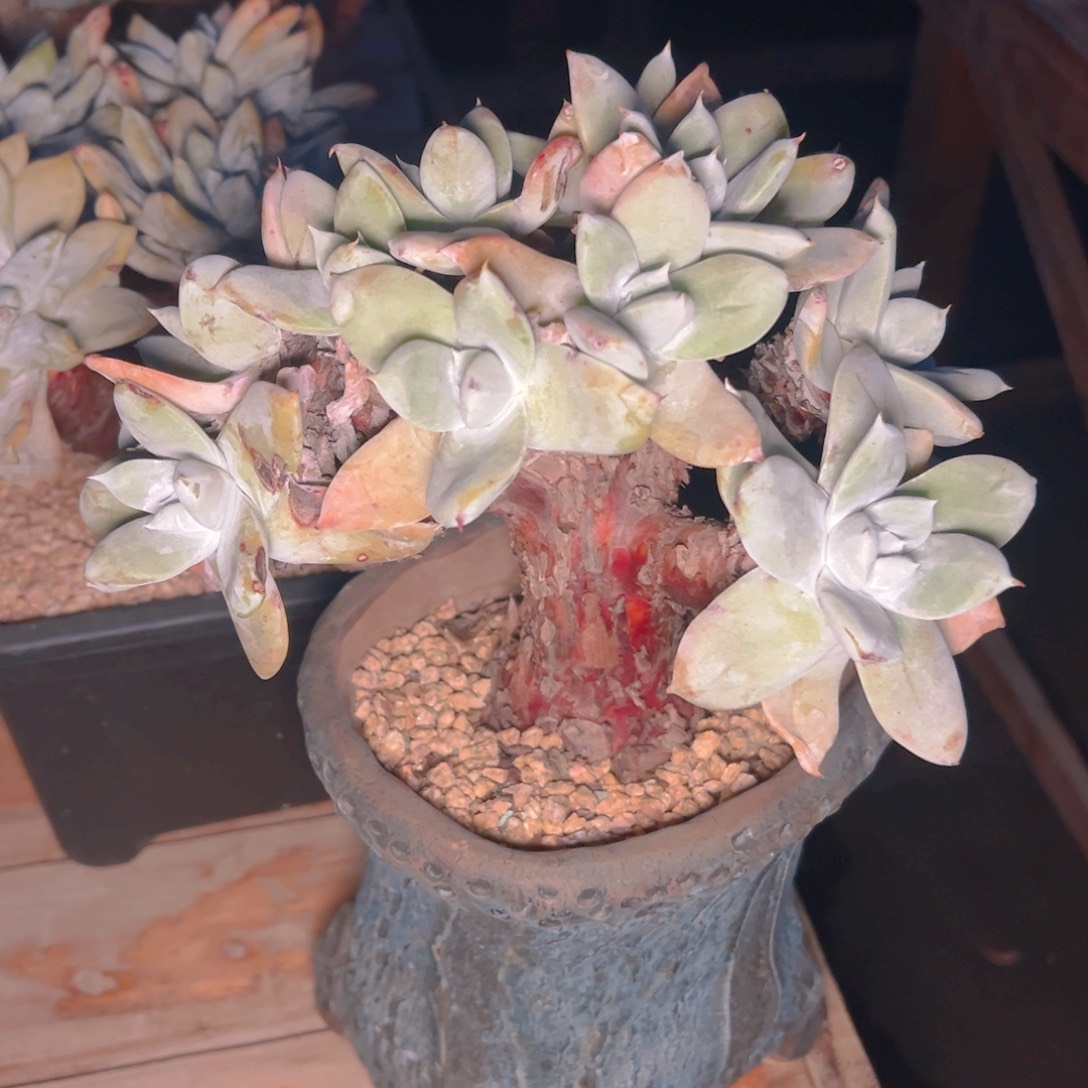 意***人多肉植物保护研究所所长