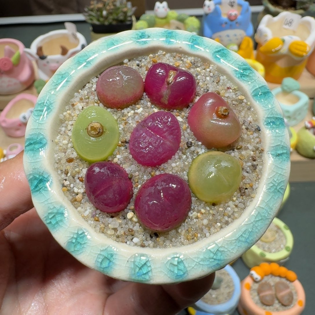 红陶蘑菇443毛汉尼