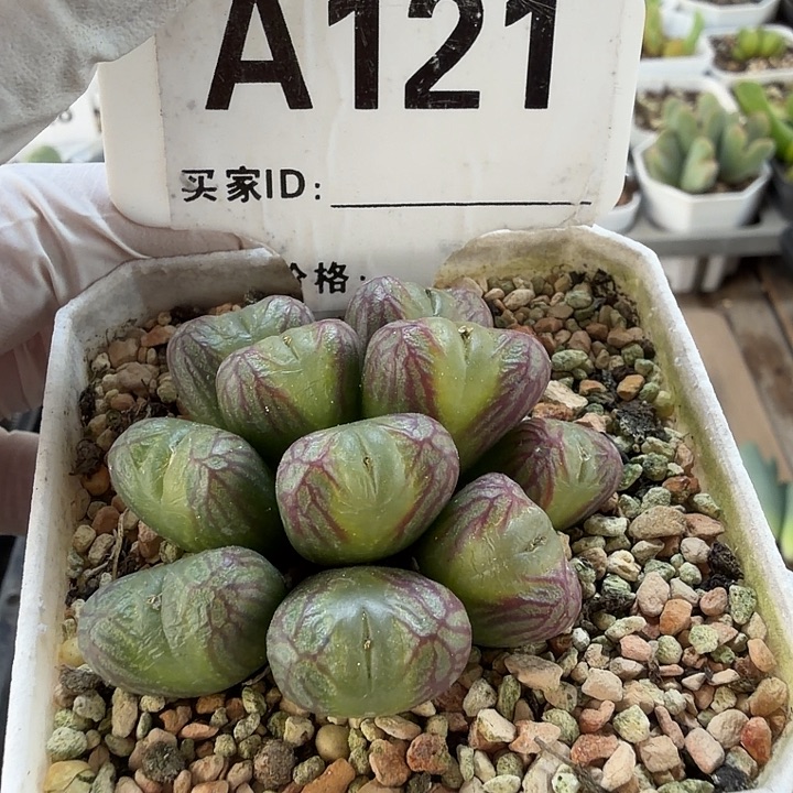 L****121。切两头送奶杂