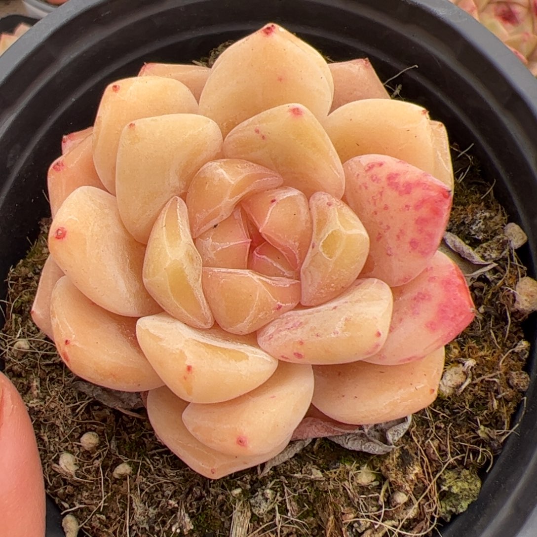 迷***向088 多肉植物组合盆栽