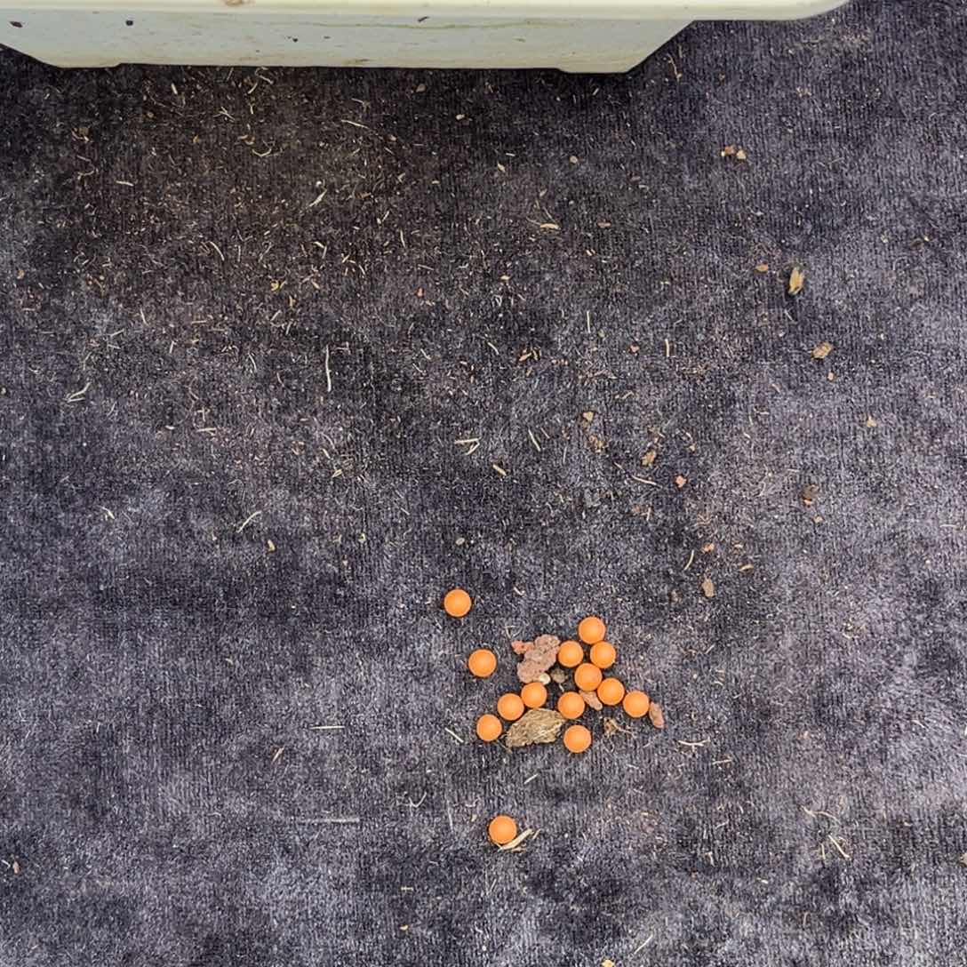 墨***星小姐姐的多肉植物群生充值