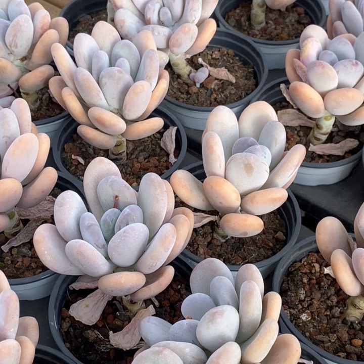 29桃美人单头 福利多多