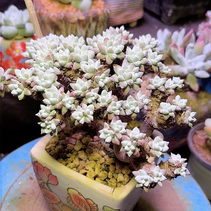 小鹿多肉一物一拍格诺玛