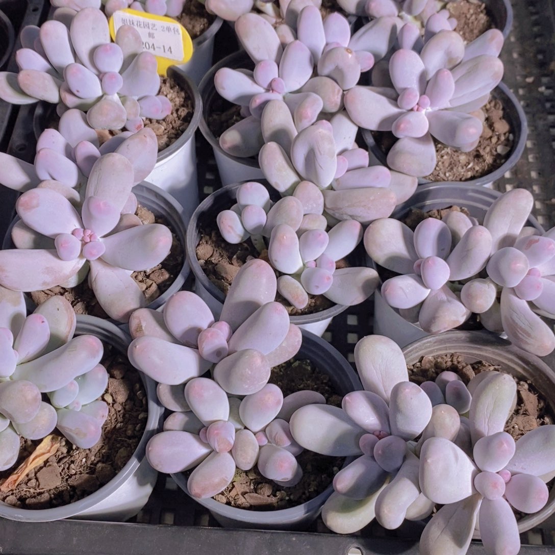 1204-14-精品母本老桩米可奶酪双头一个