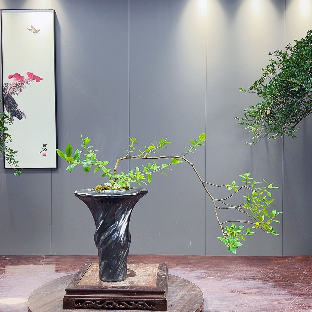 跨**品海岛榄叶栀子花