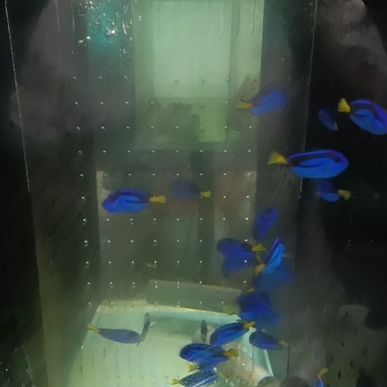 海水鱼蓝吊4+2 条观赏鱼