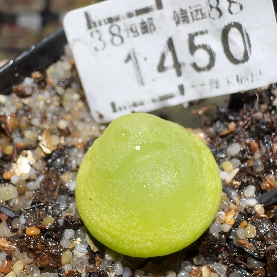 zzz好可爱的生石花1450