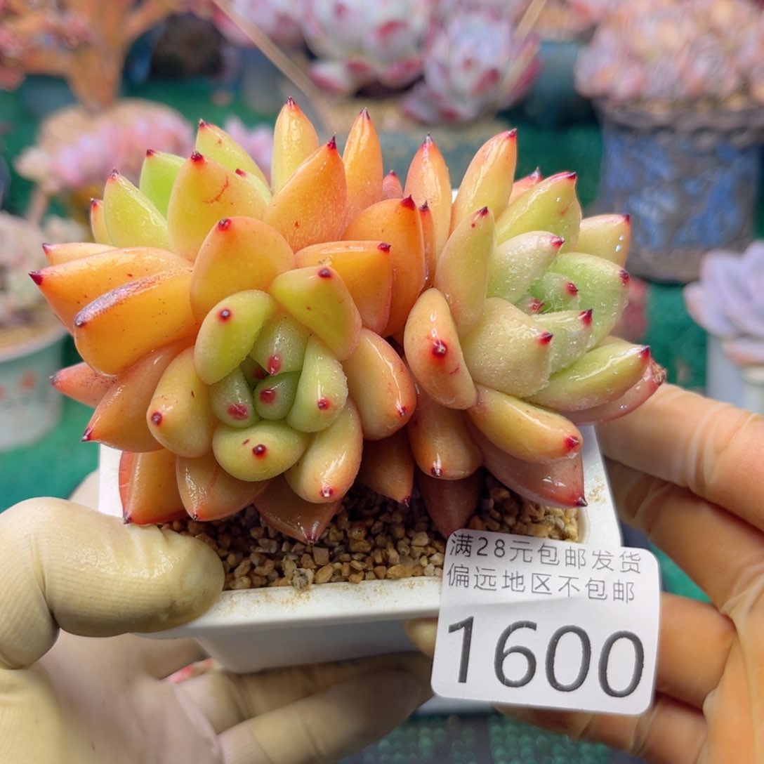 大1600。b c j f j f j b n