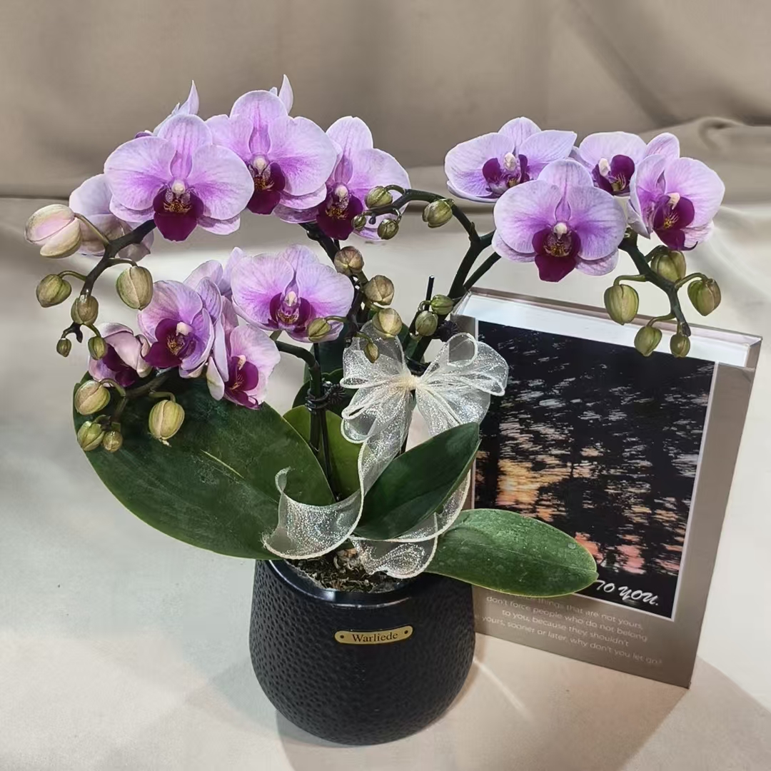 蝴蝶兰【宝贝】小组盆室内种植观赏蝴蝶兰带花发货可用于送礼