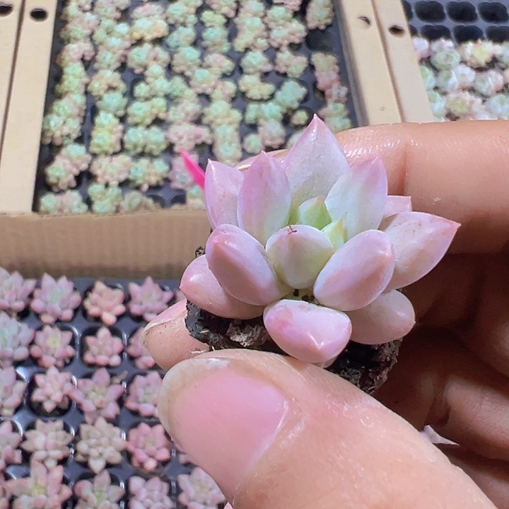 金虞姬精品多肉植物