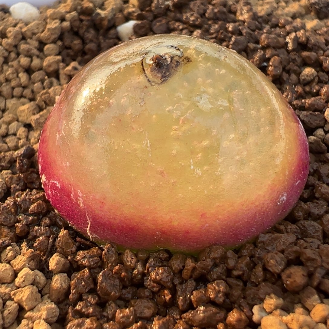 2.5厘米灯泡母本带盆