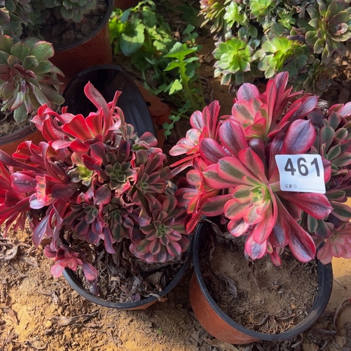 美杜莎砍头多肉植物461