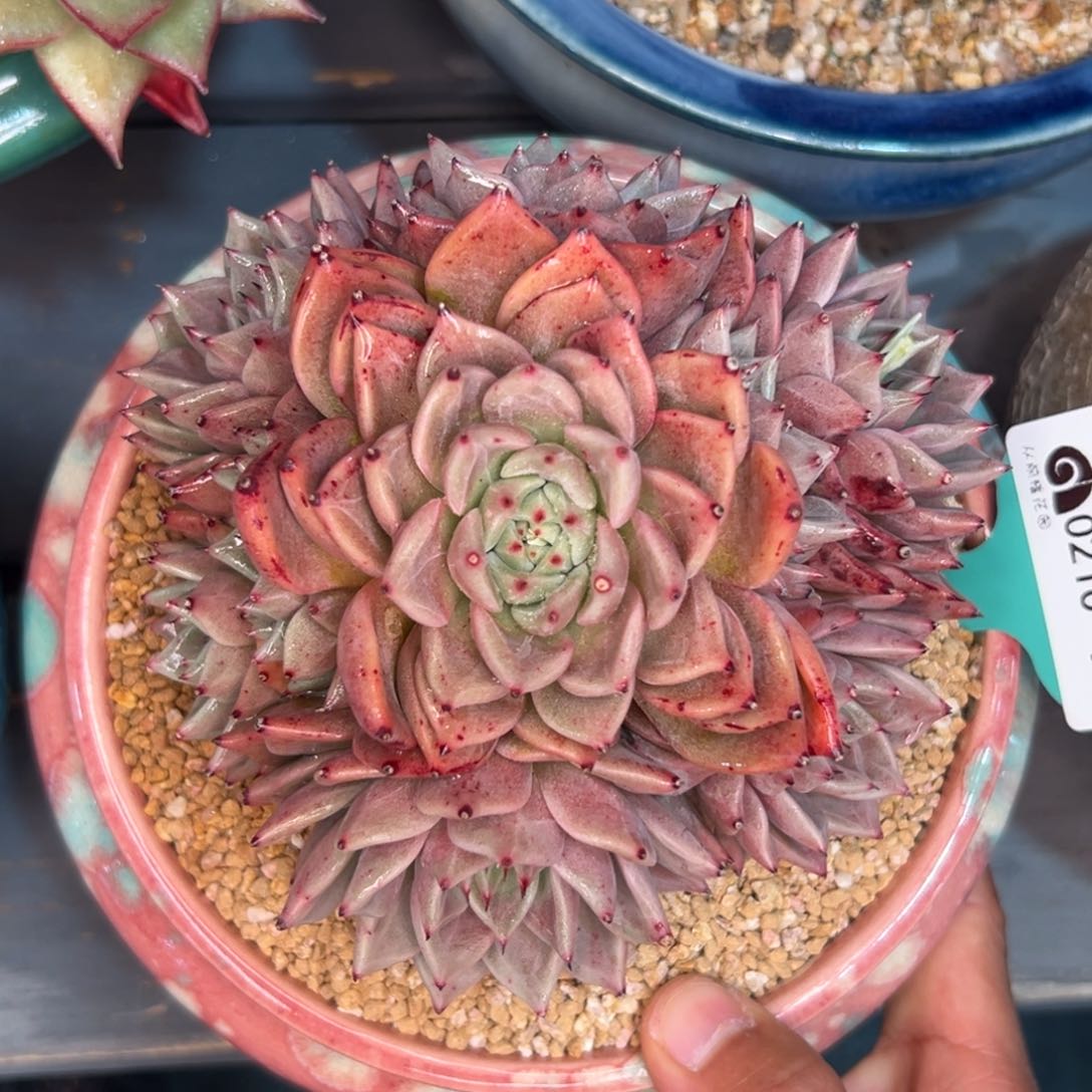 多肉一物一拍0210-103