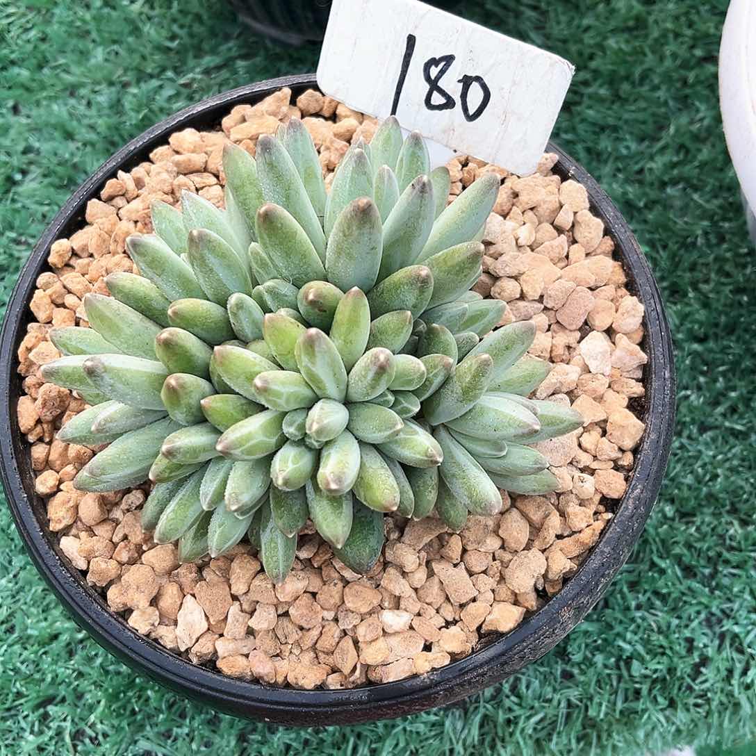 伊卡经常去了解一下午了