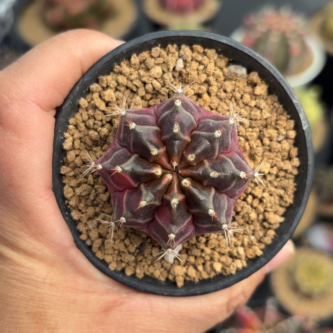 泰系米哈实生仙人球8号