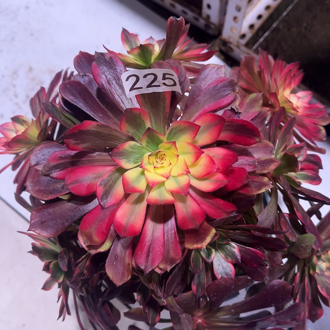 多肉植物烟花225法师