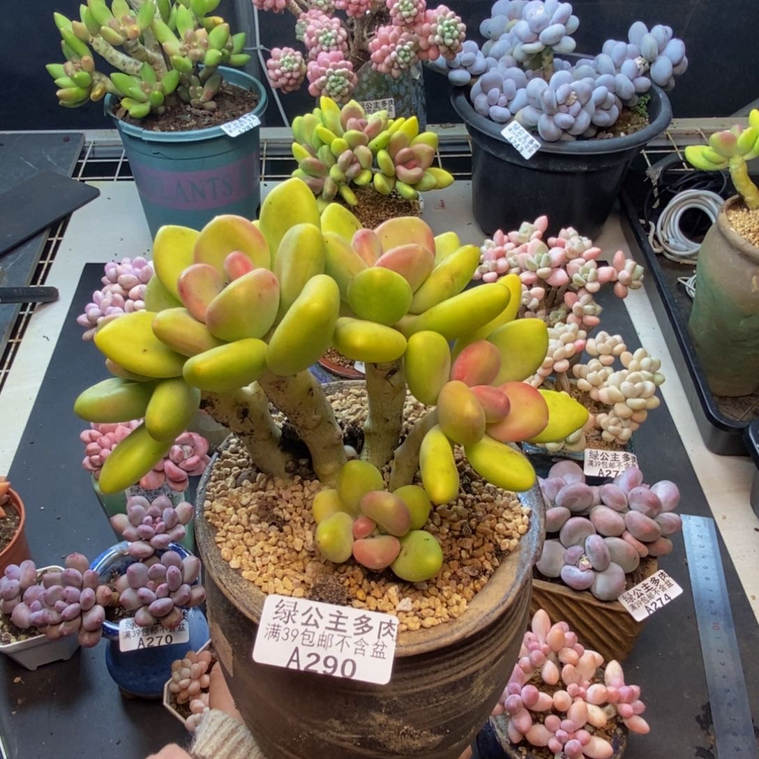 290芒果奶多肉12c m