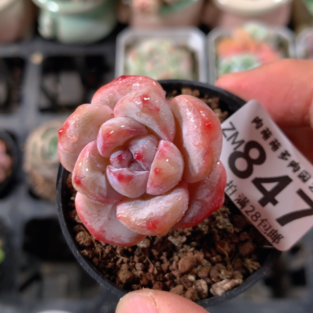 5CM拇指盆精控多肉ZM847