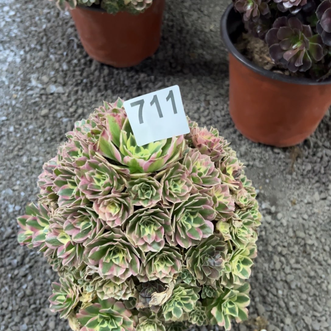 我是真的很喜欢这个