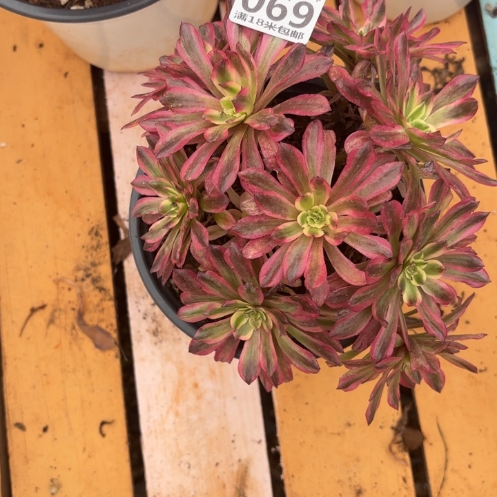 069粉体凌波仙子掌心多肉法师锦