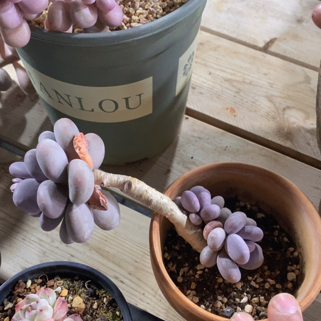 可问主播品种，下滑链接更多品种多肉选择