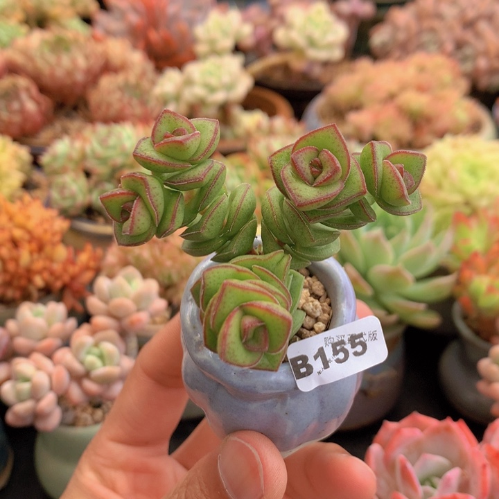 一物一拍含盆土满38包邮B155