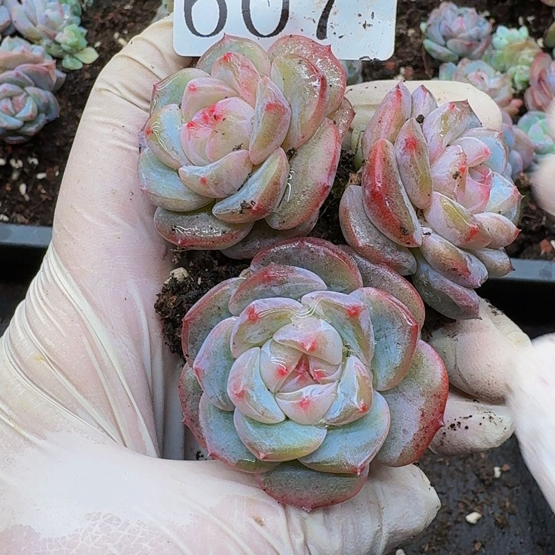 多肉植物多肉植物607