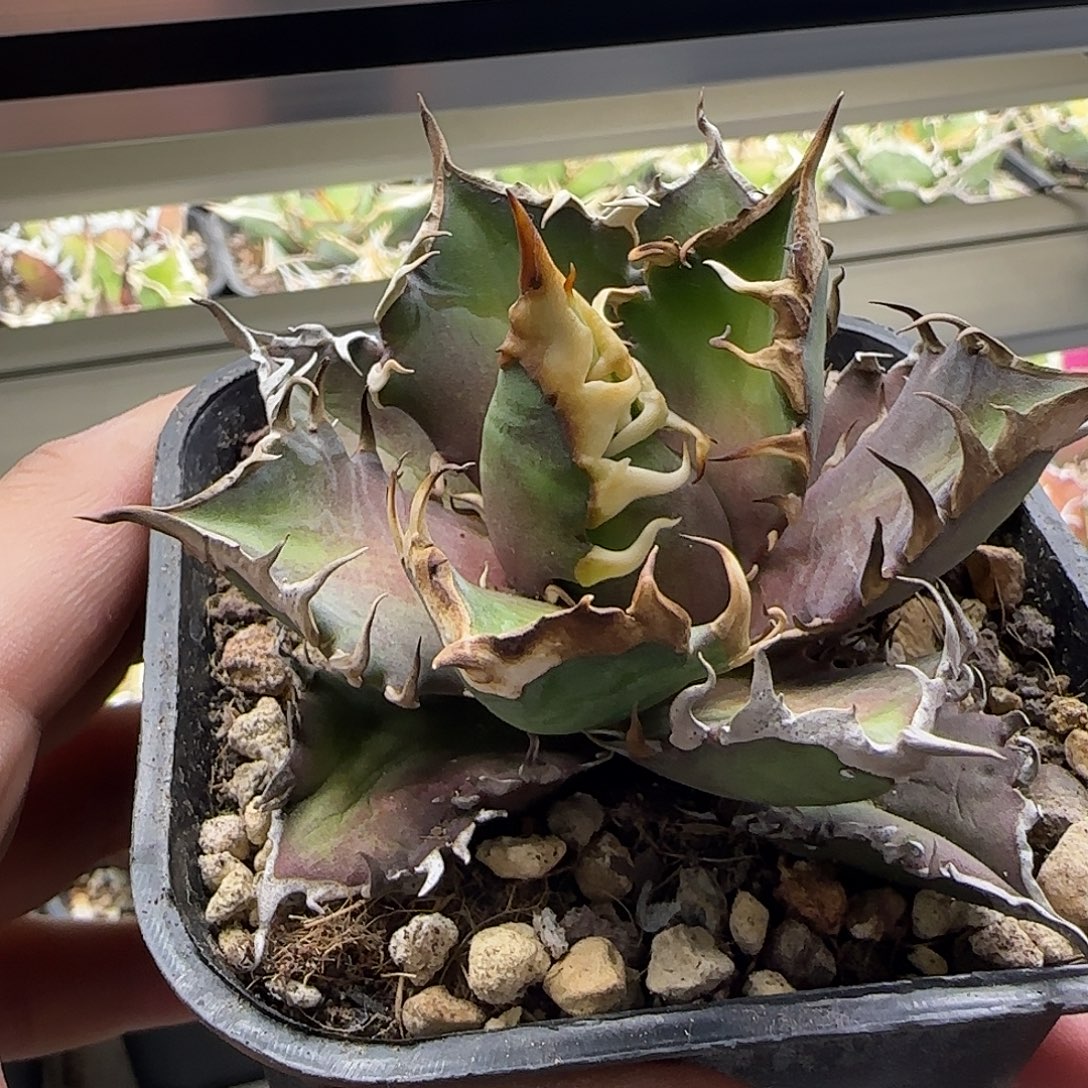 红猫龙舌兰111111111111