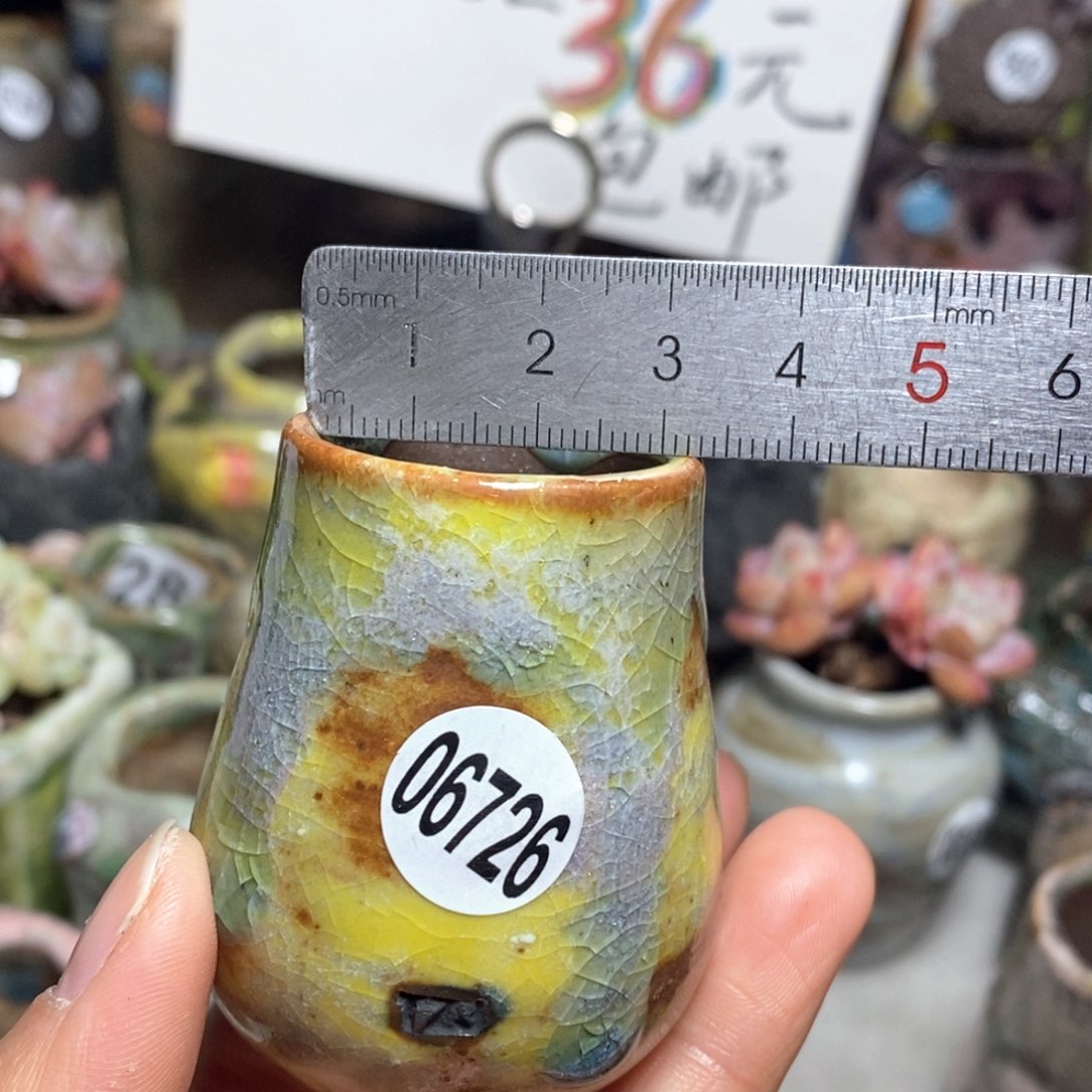 花盆拍5送一个小礼物