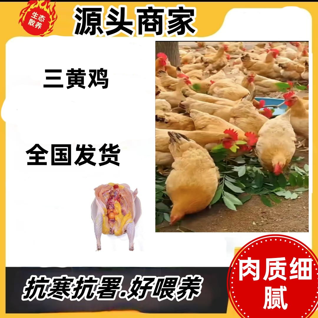 三黄鸡4-5两肉质口感好农家散养到手10只