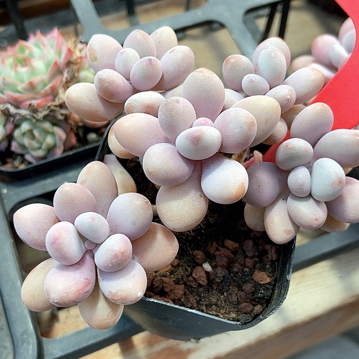 多肉植物丸叶桃蛋844