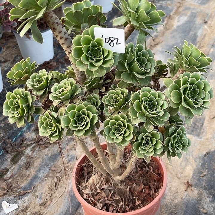 法师植物绿法1082