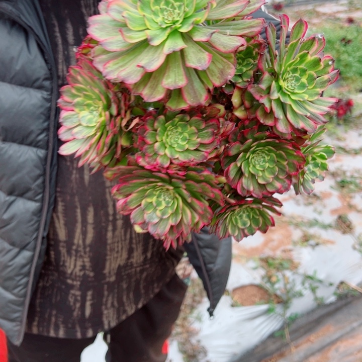 小颗佳丽多肉法师