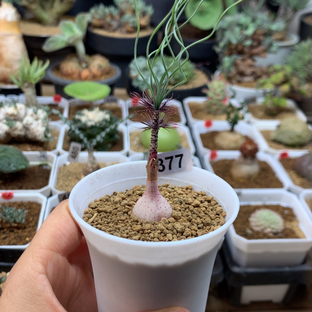 Gv弹簧草带盆多肉