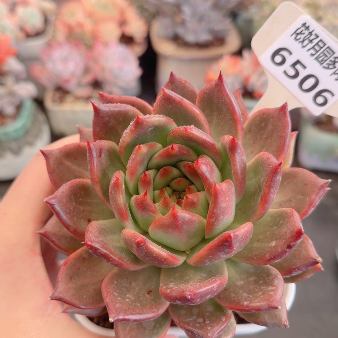 两**窝多肉6506…………………………