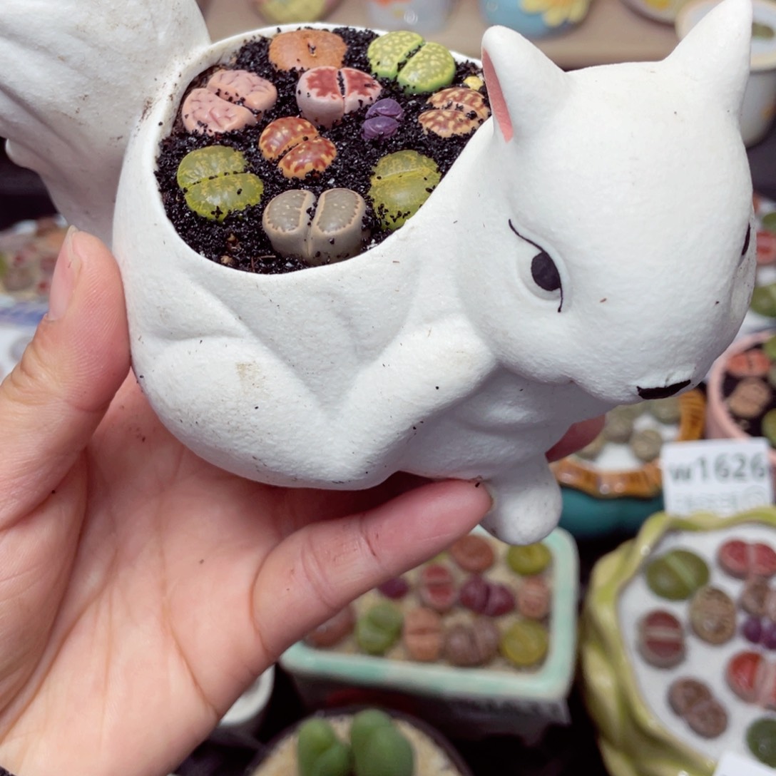 w1639 带盆土发货-零下地区拍保温箱