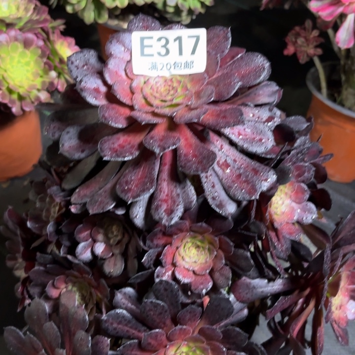 瑞妈一物一拍317