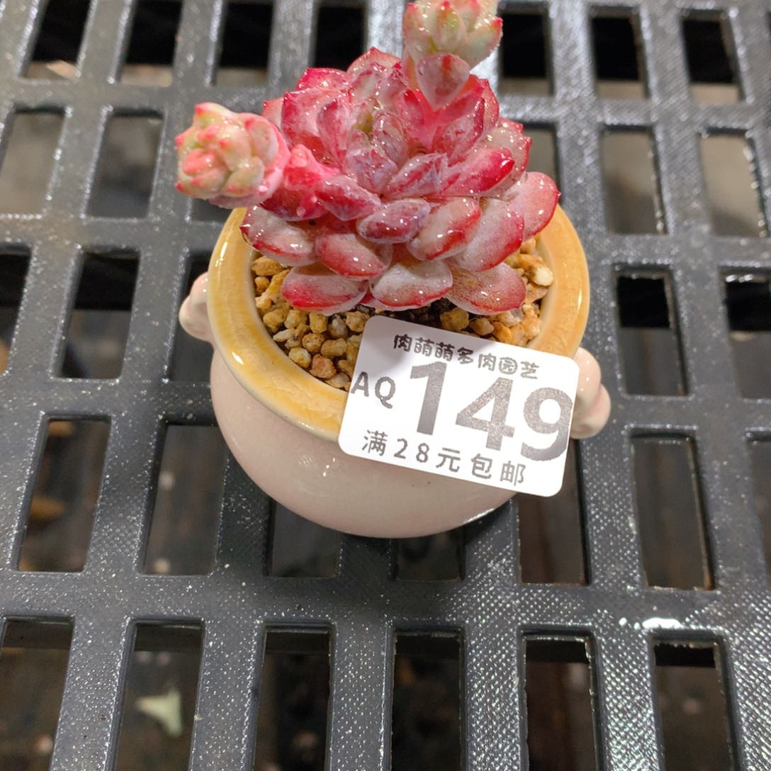 肉萌萌5cm拇指盆多肉AQ149