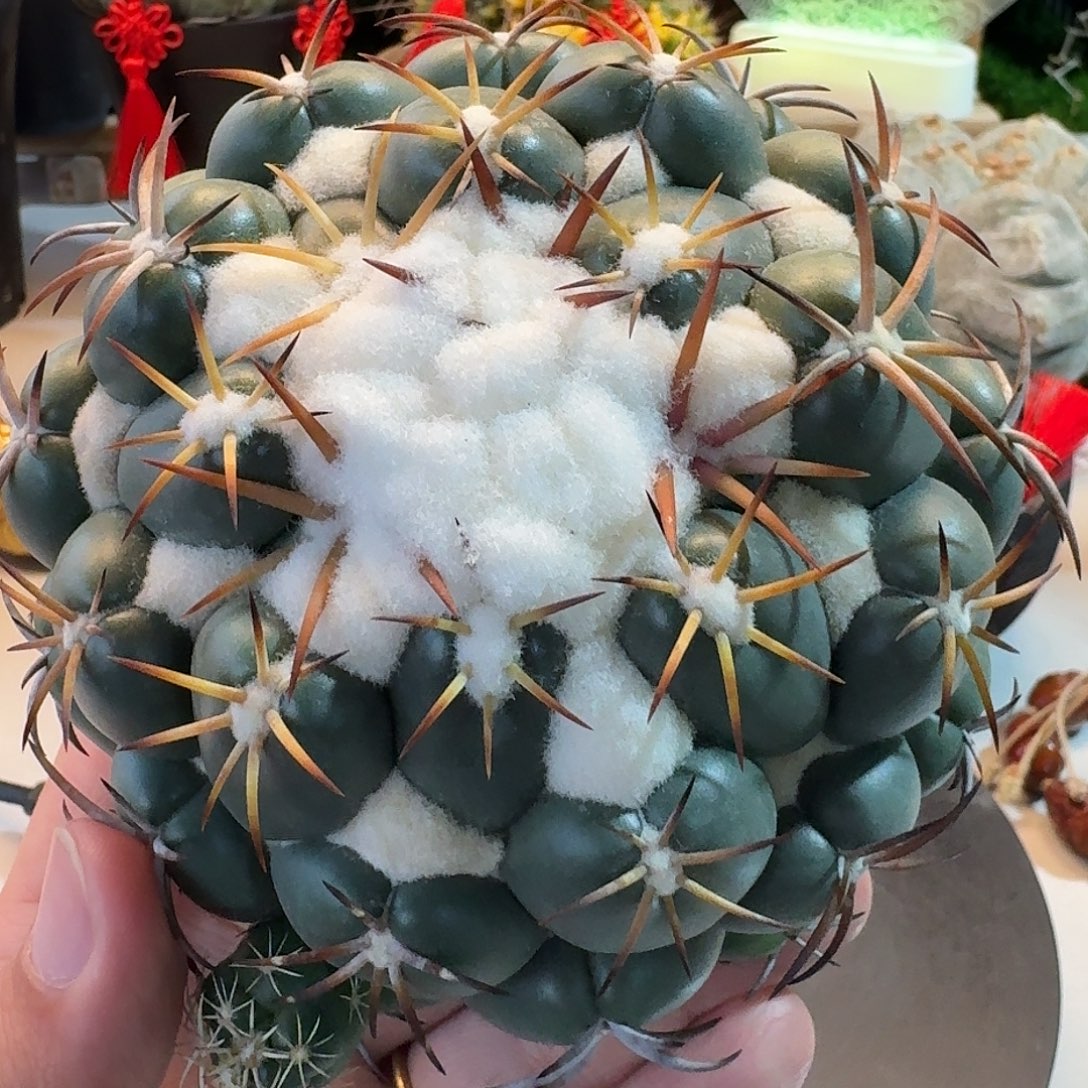 直播间，雪顶天司，专拍，