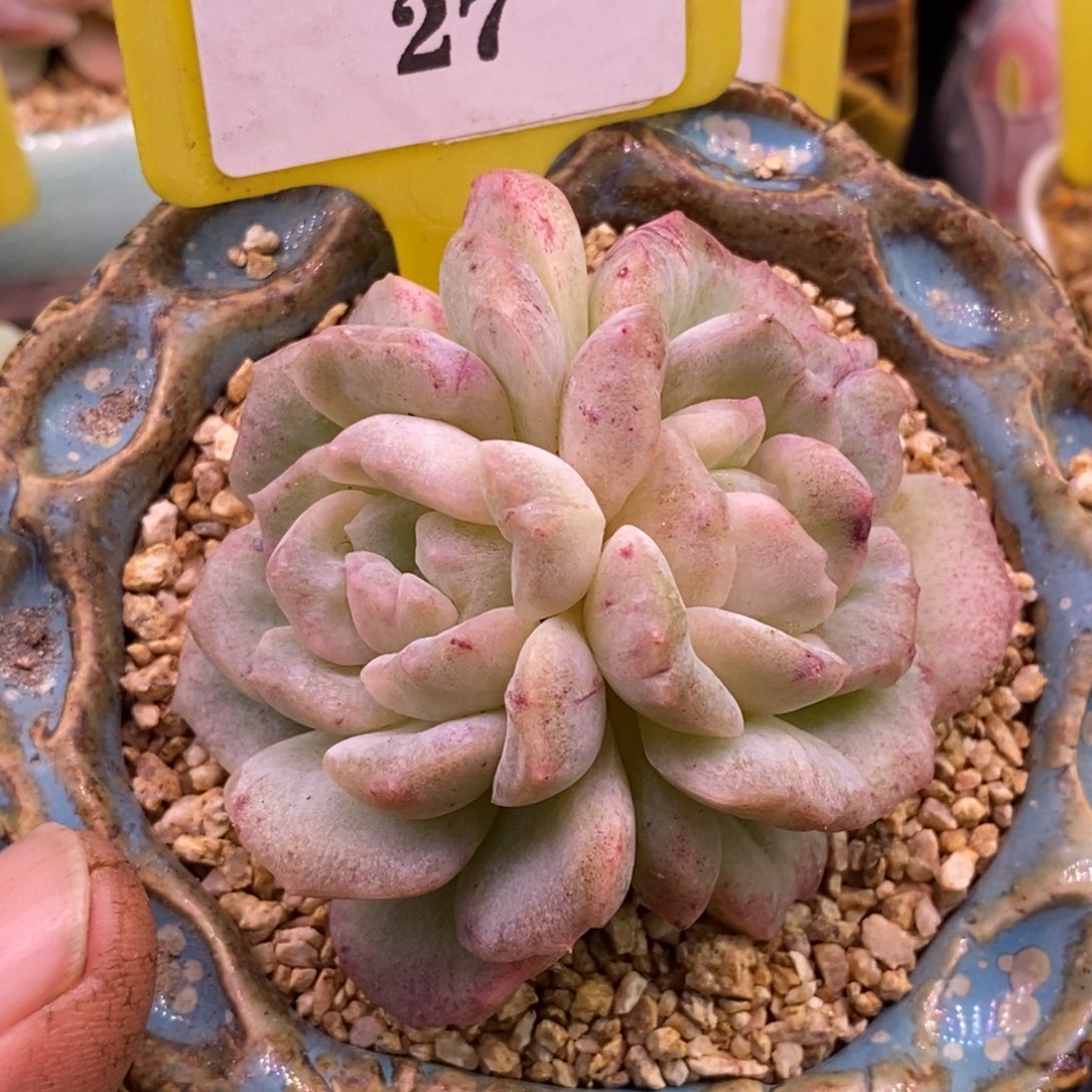 127泡影石化拉丝锦多肉植物……