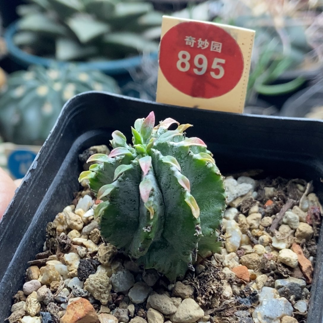 实生白衣魁伟玉一颗