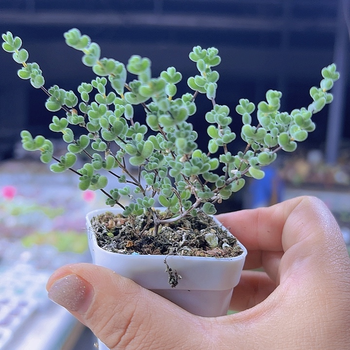 拉斯枝干19包邮多肉植物