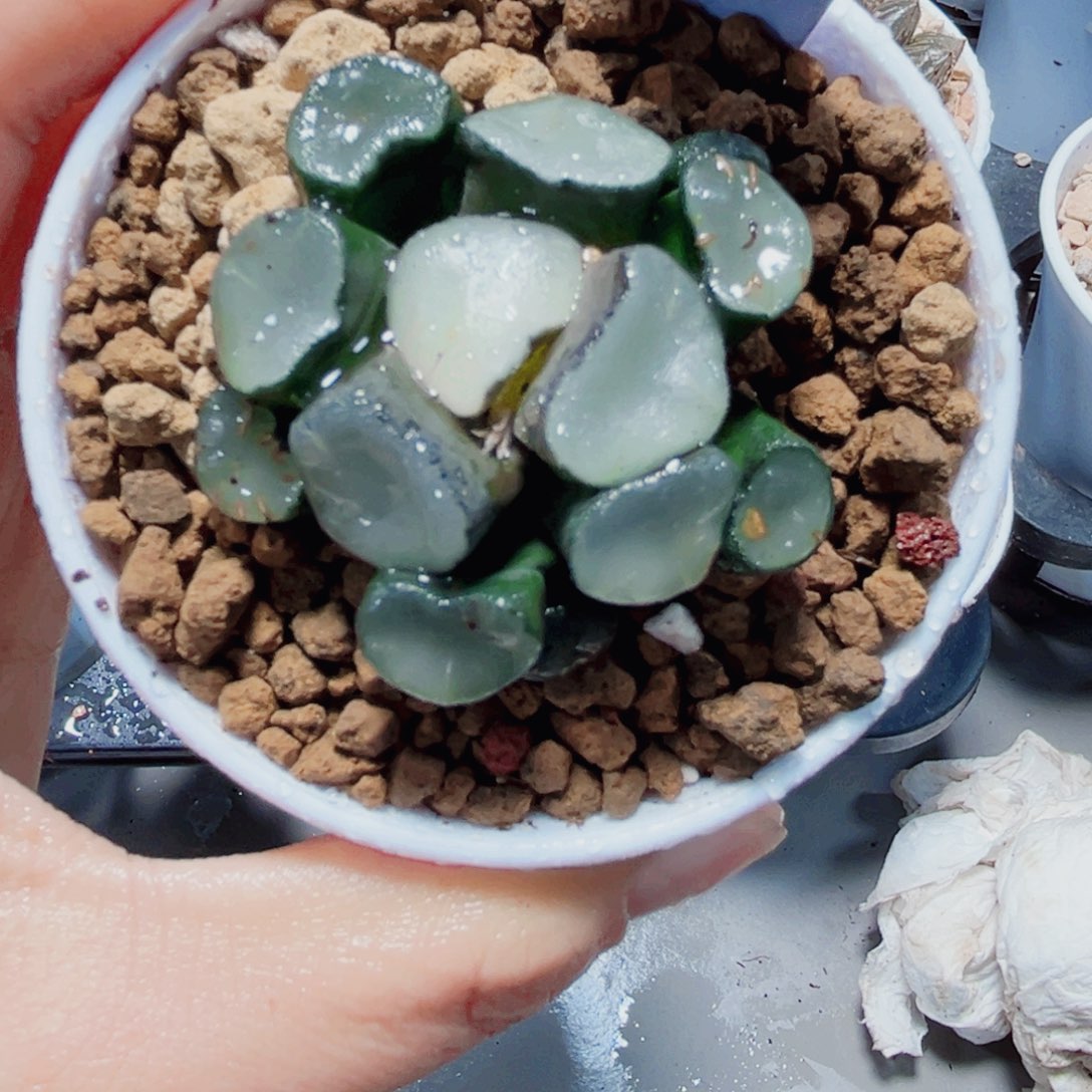 空门万象不带盆6666