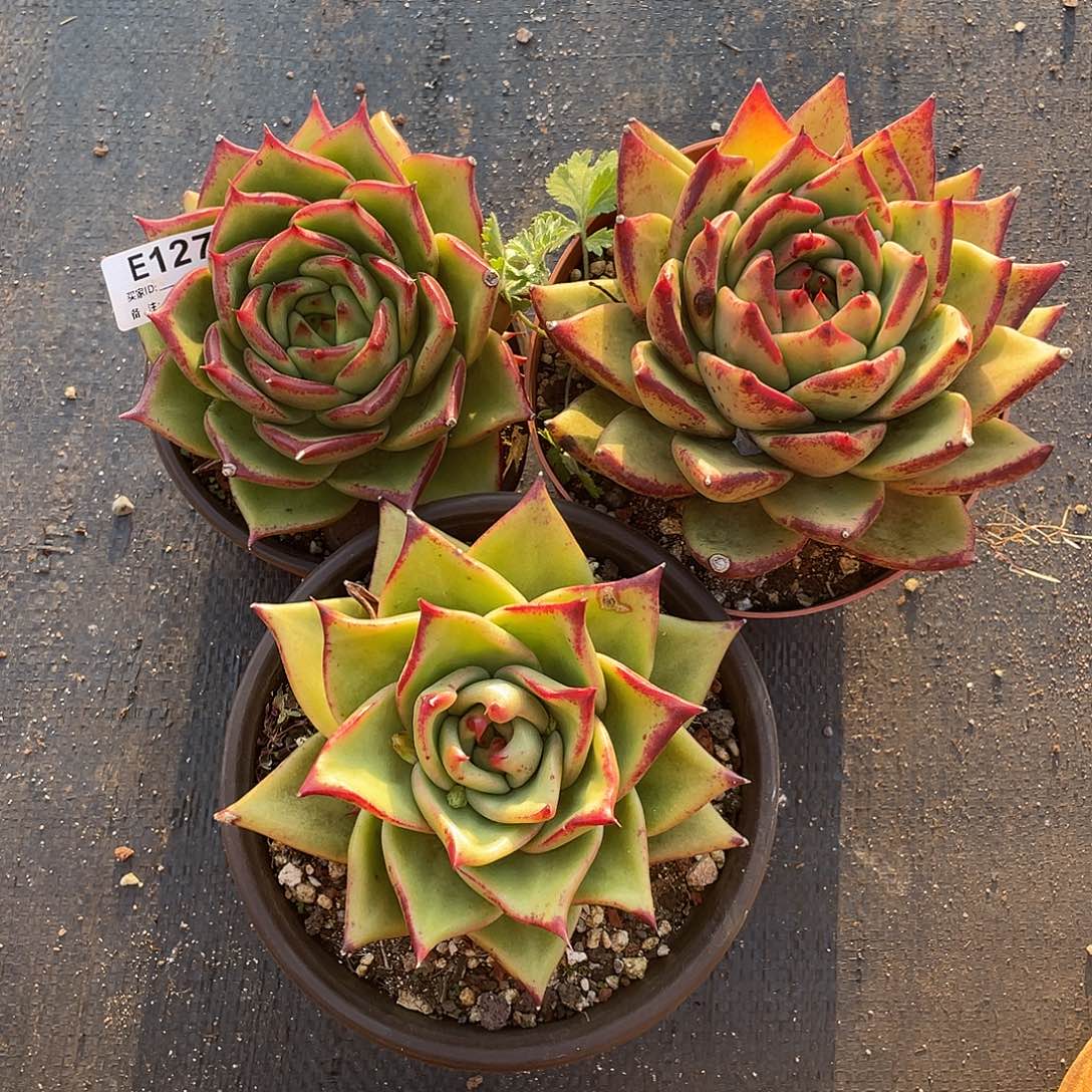 若如东云多肉E127