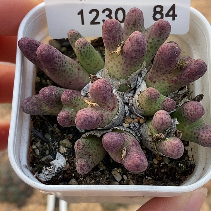 1230-84-斑马hhvhbnn